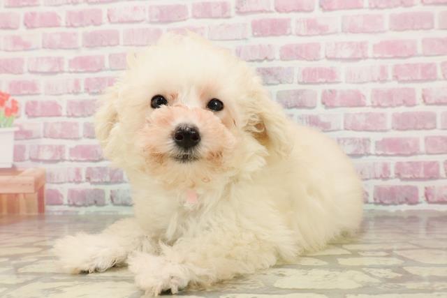 岐阜県のトイプードル(トイ) (Coo&RIKU岐南店/2025年4月17日生まれ/女の子/クリーム)の子犬の2枚目の画像