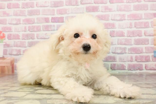岐阜県のトイプードル(トイ) (Coo&RIKU岐南店/2025年4月17日生まれ/女の子/クリーム)の子犬の3枚目の画像