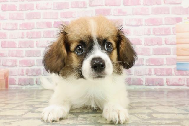 長野県のパピヨン (Coo&RIKU松本店/2025年4月18日生まれ/男の子/ホワイトブラウン)の子犬の1枚目の画像