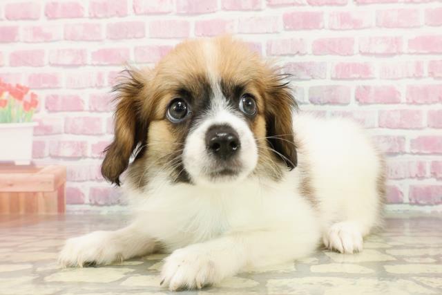 長野県のパピヨン (Coo&RIKU松本店/2025年4月18日生まれ/男の子/ホワイトブラウン)の子犬の2枚目の画像