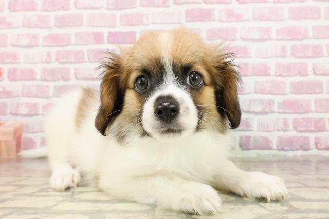 長野県のパピヨン (Coo&RIKU松本店/2025年4月18日生まれ/男の子/ホワイトブラウン)の子犬の3枚目の画像