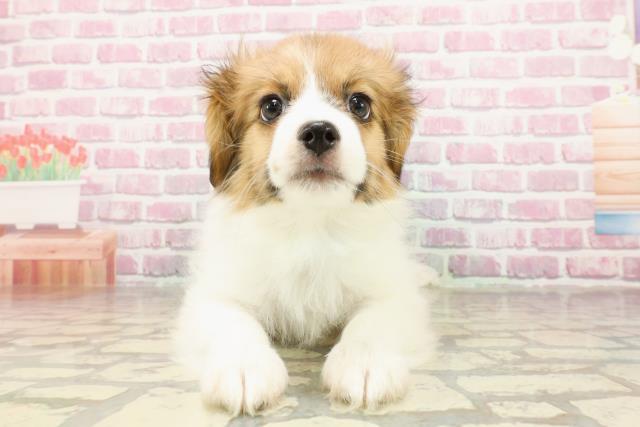 埼玉県のパピヨン (Coo&RIKU岩槻店/2025年4月18日生まれ/男の子/ホワイトブラウン)の子犬の1枚目の画像