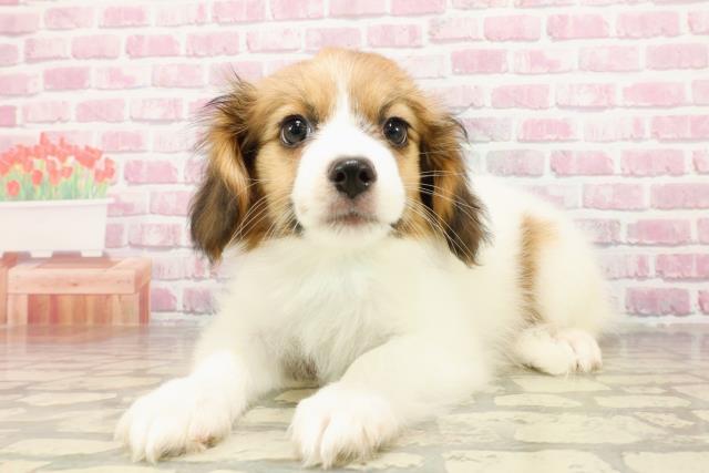 埼玉県のパピヨン (Coo&RIKU岩槻店/2025年4月18日生まれ/男の子/ホワイトブラウン)の子犬の2枚目の画像
