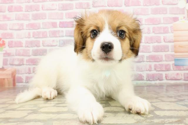 埼玉県のパピヨン (Coo&RIKU岩槻店/2025年4月18日生まれ/男の子/ホワイトブラウン)の子犬の3枚目の画像