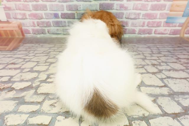 埼玉県のパピヨン (Coo&RIKU岩槻店/2025年4月18日生まれ/男の子/ホワイトブラウン)の子犬の4枚目の画像