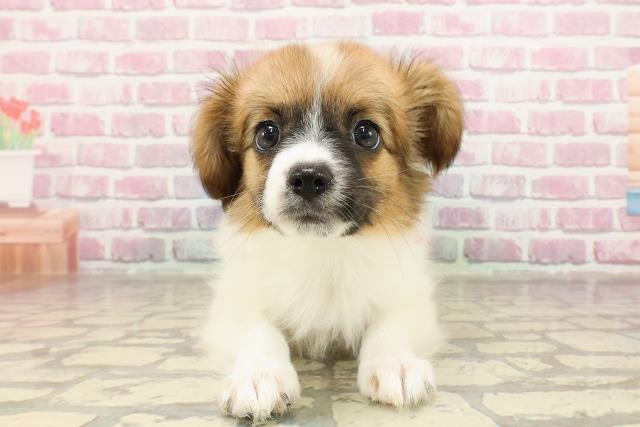 岐阜県のパピヨン (Coo&RIKU岐南店/2025年4月18日生まれ/女の子/ホワイトブラウン)の子犬の1枚目の画像