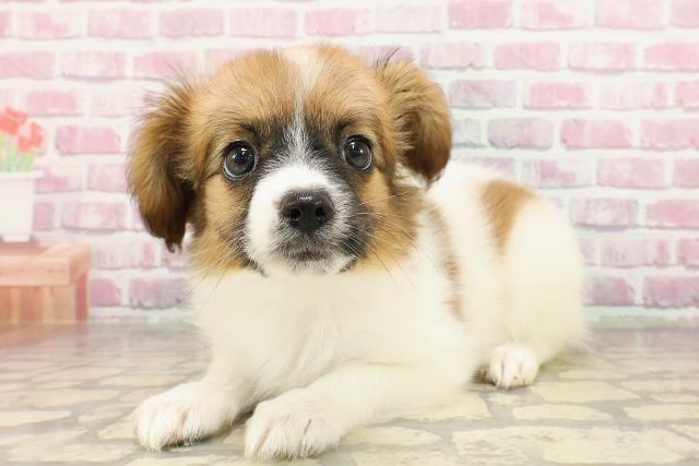 岐阜県のパピヨン (Coo&RIKU岐南店/2025年4月18日生まれ/女の子/ホワイトブラウン)の子犬の2枚目の画像