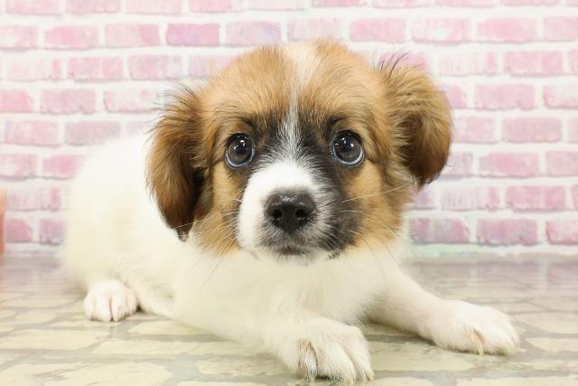 岐阜県のパピヨン (Coo&RIKU岐南店/2025年4月18日生まれ/女の子/ホワイトブラウン)の子犬の3枚目の画像