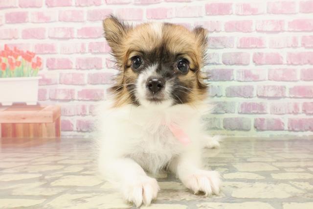 三重県のパピヨン (Coo&RIKU津高茶屋店/2025年4月18日生まれ/女の子/ホワイトブラウン)の子犬の1枚目の画像