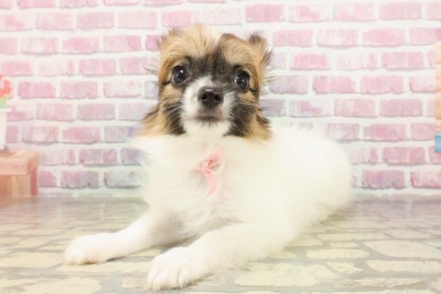 三重県のパピヨン (Coo&RIKU津高茶屋店/2025年4月18日生まれ/女の子/ホワイトブラウン)の子犬の2枚目の画像
