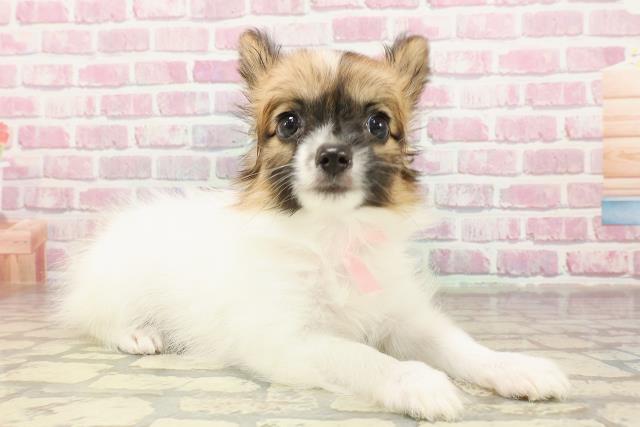 三重県のパピヨン (Coo&RIKU津高茶屋店/2025年4月18日生まれ/女の子/ホワイトブラウン)の子犬の3枚目の画像