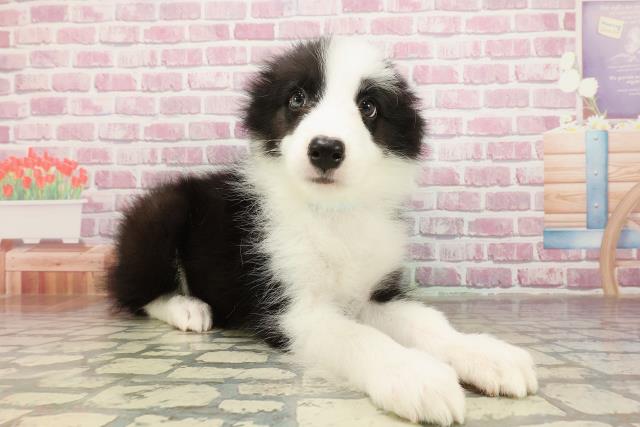 新潟県のボーダーコリー (Coo&RIKU新潟西店/2025年4月21日生まれ/男の子/ブラックホワイト)の子犬の3枚目の画像