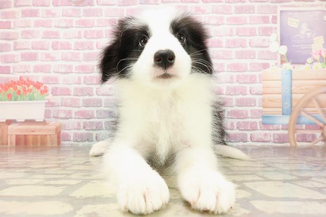 埼玉県のボーダーコリー (Coo&RIKU岩槻店/2025年4月21日生まれ/男の子/ブラックホワイト)の子犬の1枚目の画像