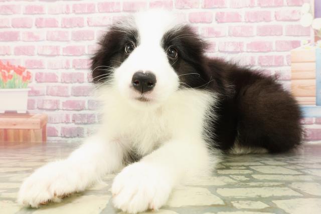 埼玉県のボーダーコリー (Coo&RIKU岩槻店/2025年4月21日生まれ/男の子/ブラックホワイト)の子犬の2枚目の画像