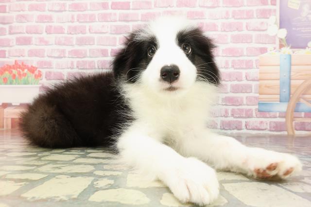 埼玉県のボーダーコリー (Coo&RIKU岩槻店/2025年4月21日生まれ/男の子/ブラックホワイト)の子犬の3枚目の画像