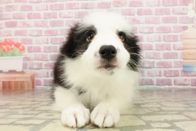 岐阜県のボーダーコリー (Coo&RIKU岐南店/2025年4月21日生まれ/女の子/ブラックホワイト)の子犬の1枚目の画像