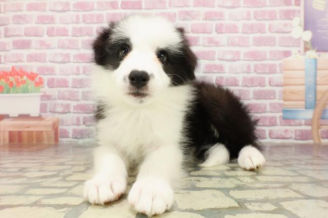 岐阜県のボーダーコリー (Coo&RIKU岐南店/2025年4月21日生まれ/女の子/ブラックホワイト)の子犬の2枚目の画像