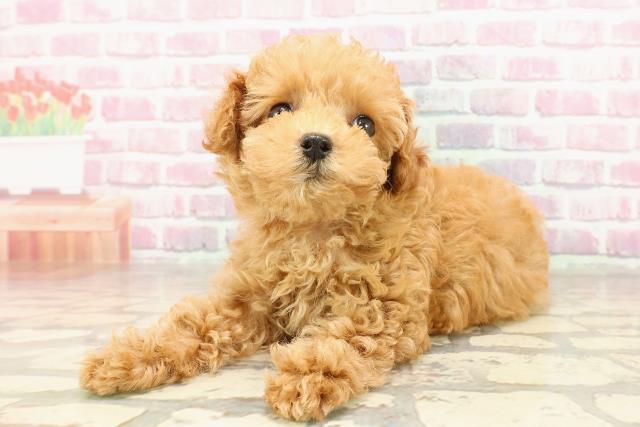 埼玉県のトイプードル(トイ) (Coo&RIKUアニマルケアセンター大宮/2025年4月22日生まれ/女の子/アプリコット)の子犬の2枚目の画像