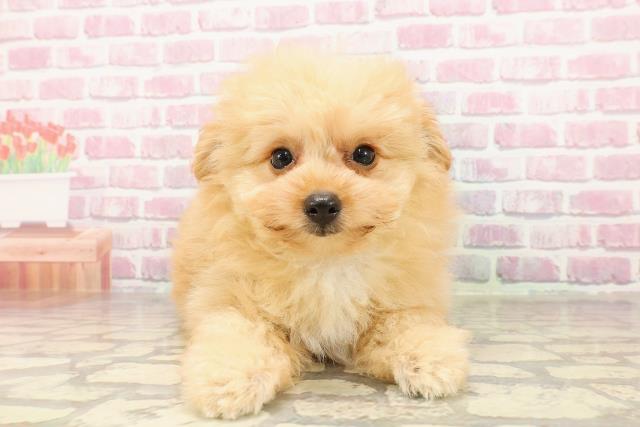 岐阜県のポメプー(ポメラニアン×プードル) (Coo&RIKU岐南店/2025年4月22日生まれ/男の子/アプリコットホワイト)の子犬の1枚目の画像