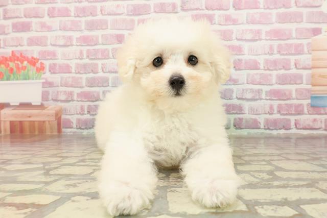 三重県のトイプードル(トイ) (Coo&RIKU津高茶屋店/2025年4月22日生まれ/男の子/クリーム)の子犬の1枚目の画像