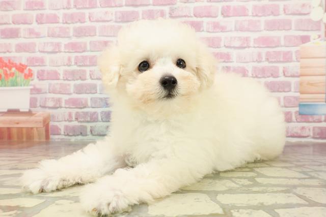 三重県のトイプードル(トイ) (Coo&RIKU津高茶屋店/2025年4月22日生まれ/男の子/クリーム)の子犬の2枚目の画像
