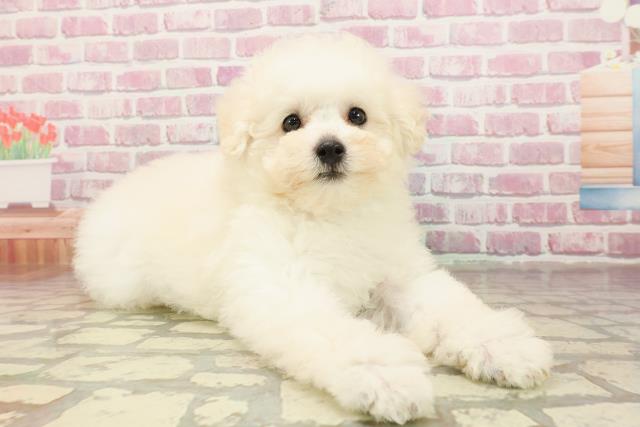 三重県のトイプードル(トイ) (Coo&RIKU津高茶屋店/2025年4月22日生まれ/男の子/クリーム)の子犬の3枚目の画像