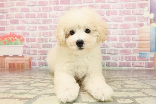 岐阜県のトイプードル(トイ) (Coo&RIKU岐南店/2025年4月22日生まれ/男の子/クリーム)の子犬の1枚目の画像