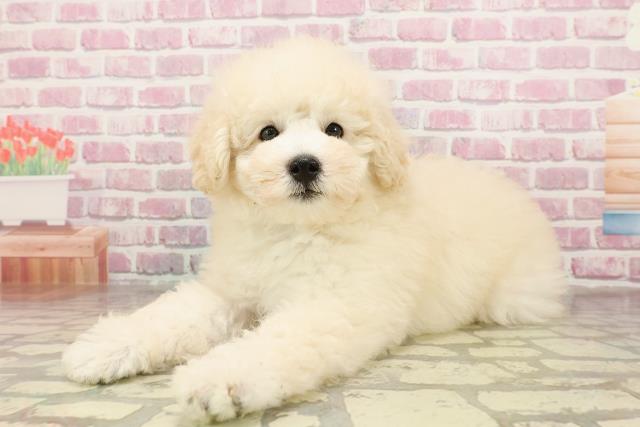 岐阜県のトイプードル(トイ) (Coo&RIKU岐南店/2025年4月22日生まれ/男の子/クリーム)の子犬の2枚目の画像
