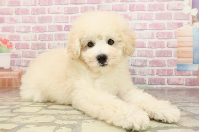 岐阜県のトイプードル(トイ) (Coo&RIKU岐南店/2025年4月22日生まれ/男の子/クリーム)の子犬の3枚目の画像