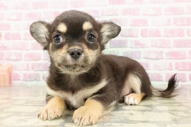 東京都のチワワ(ロング) (Coo&RIKU府中店/2025年4月26日生まれ/女の子/ブラックタンホワイト)の子犬の2枚目の画像