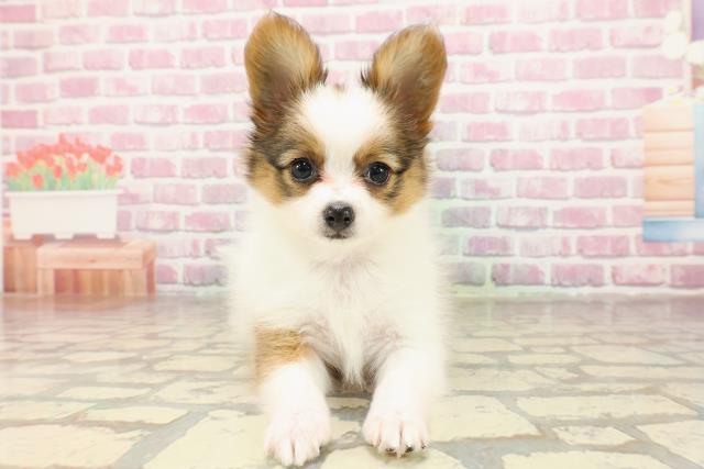群馬県のパピヨン (Coo&RIKU前橋店/2025年4月27日生まれ/女の子/ホワイトブラウン)の子犬の1枚目の画像
