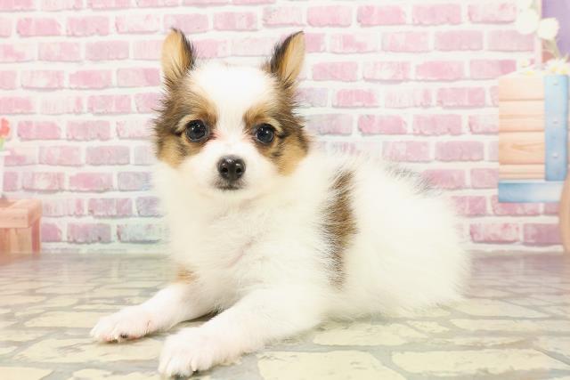 群馬県のパピヨン (Coo&RIKU前橋店/2025年4月27日生まれ/女の子/ホワイトブラウン)の子犬の2枚目の画像