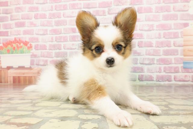 群馬県のパピヨン (Coo&RIKU前橋店/2025年4月27日生まれ/女の子/ホワイトブラウン)の子犬の3枚目の画像