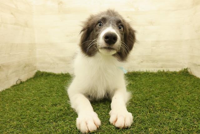 愛知県のボーダーコリー (Coo&RIKU東海一宮店/2025年3月10日生まれ/男の子/ブルーホワイト)の子犬の1枚目の画像