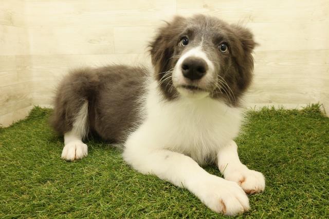 愛知県のボーダーコリー (Coo&RIKU東海一宮店/2025年3月10日生まれ/男の子/ブルーホワイト)の子犬の3枚目の画像