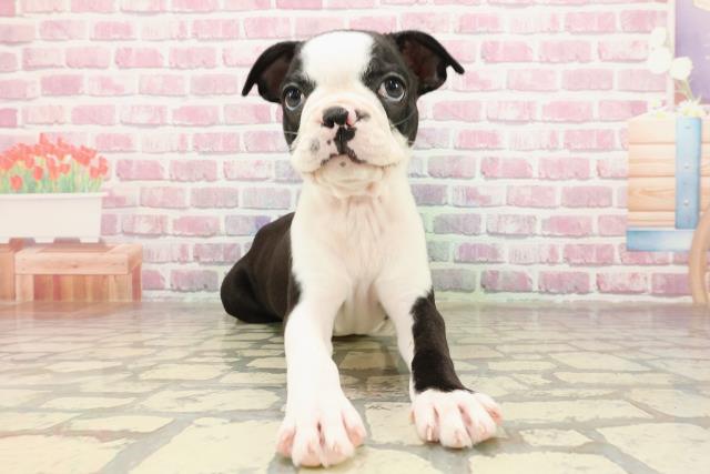 岐阜県のボストンテリア (Coo&RIKU岐南店/2025年4月18日生まれ/男の子/ボストンカラー)の子犬の1枚目の画像