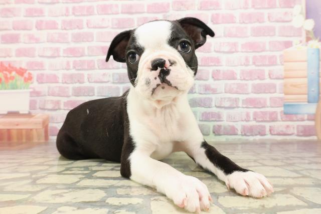 岐阜県のボストンテリア (Coo&RIKU岐南店/2025年4月18日生まれ/男の子/ボストンカラー)の子犬の3枚目の画像