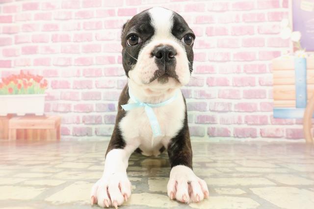 三重県のボストンテリア (Coo&RIKU津高茶屋店/2025年4月18日生まれ/男の子/ボストンカラー)の子犬の1枚目の画像
