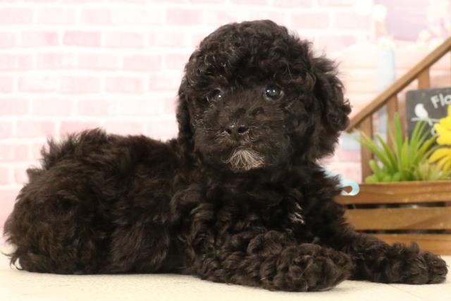 長崎県のトイプードル(トイ) (Coo&RIKU長崎浜町店/2025年4月27日生まれ/男の子/シルバー)の子犬の2枚目の画像