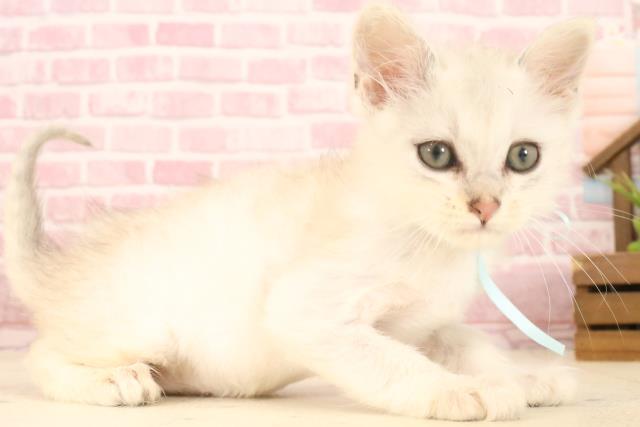 福岡県のサイベリアン (Coo&RIKU久留米店/2025年4月25日生まれ/男の子/シルバータビー)の子猫の2枚目の画像