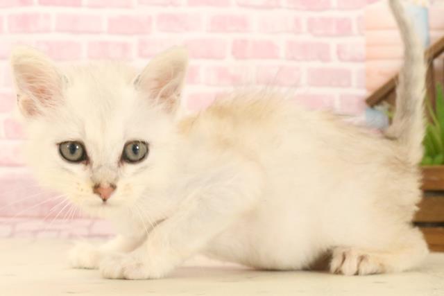 福岡県のサイベリアン (Coo&RIKU久留米店/2025年4月25日生まれ/男の子/シルバータビー)の子猫の3枚目の画像