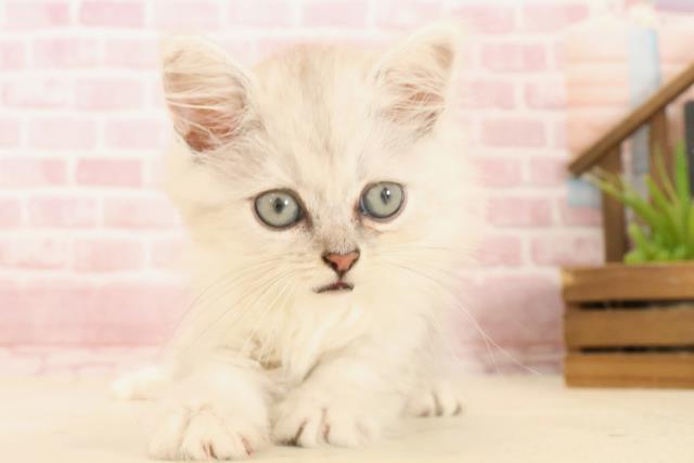 熊本県のサイベリアン (Coo&RIKU熊本店/2025年4月25日生まれ/男の子/シルバータビー)の子猫の1枚目の画像