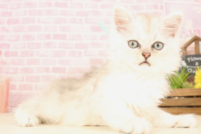 熊本県のサイベリアン (Coo&RIKU熊本店/2025年4月25日生まれ/男の子/シルバータビー)の子猫の2枚目の画像