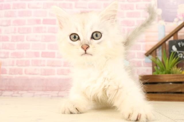 福岡県のサイベリアン (Coo&RIKU福岡東店/2025年4月25日生まれ/男の子/シルバータビー)の子猫