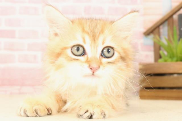 福岡県のサイベリアン (Coo&RIKU福岡西店/2025年4月25日生まれ/男の子/ブラウンタビー)の子猫の1枚目の画像