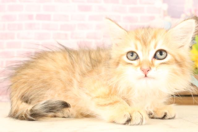 福岡県のサイベリアン (Coo&RIKU福岡西店/2025年4月25日生まれ/男の子/ブラウンタビー)の子猫の2枚目の画像