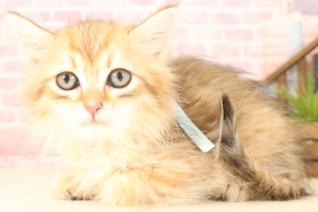 福岡県のサイベリアン (Coo&RIKU福岡西店/2025年4月25日生まれ/男の子/ブラウンタビー)の子猫の3枚目の画像