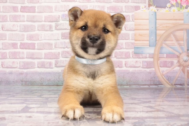 大阪府の豆柴 (Coo&RIKU天王寺店/2025年4月25日生まれ/男の子/赤)の子犬の1枚目の画像