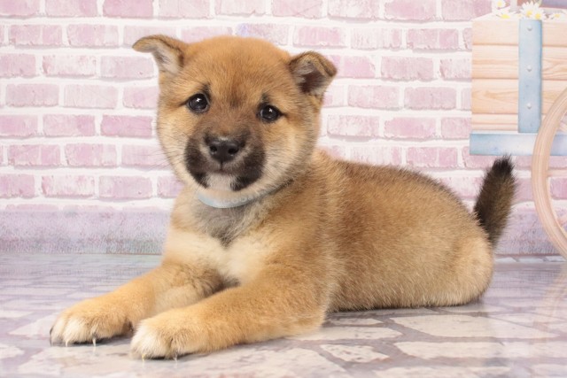 大阪府の豆柴 (Coo&RIKU天王寺店/2025年4月25日生まれ/男の子/赤)の子犬の3枚目の画像