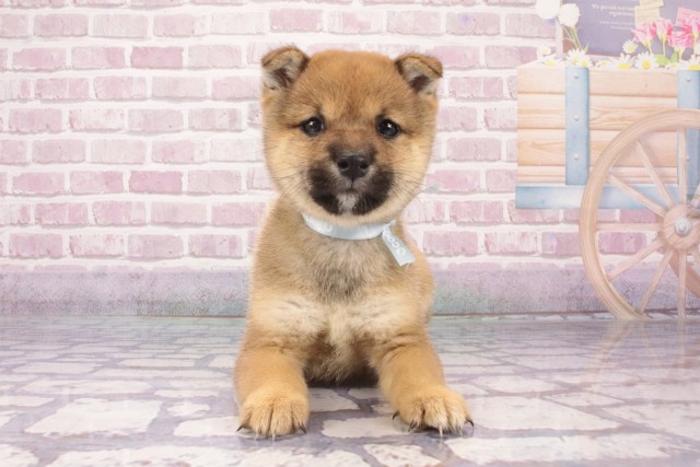 奈良県の豆柴 (Coo&RIKU奈良富雄南店/2025年4月25日生まれ/男の子/赤)の子犬の1枚目の画像